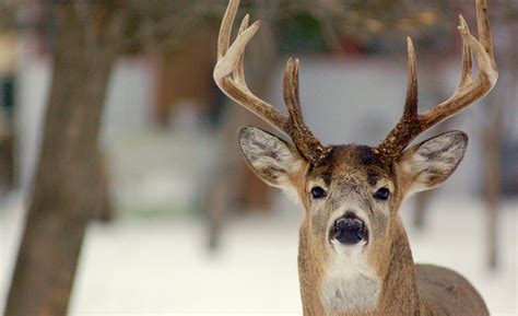 Nov 3, 2023 Hunting season is officially upon us, and the Mississippi Department of Wildlife, Fisheries, and Parks (MDWFP) is calling on hunters to kill as many deer legally as they can this year. . Mdwfp seasons